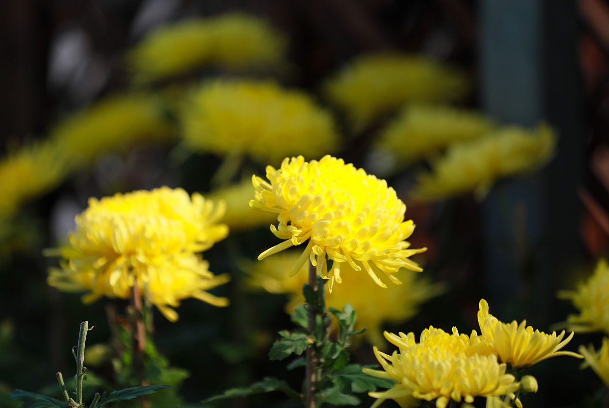 2023九月九日重阳节有什么风俗