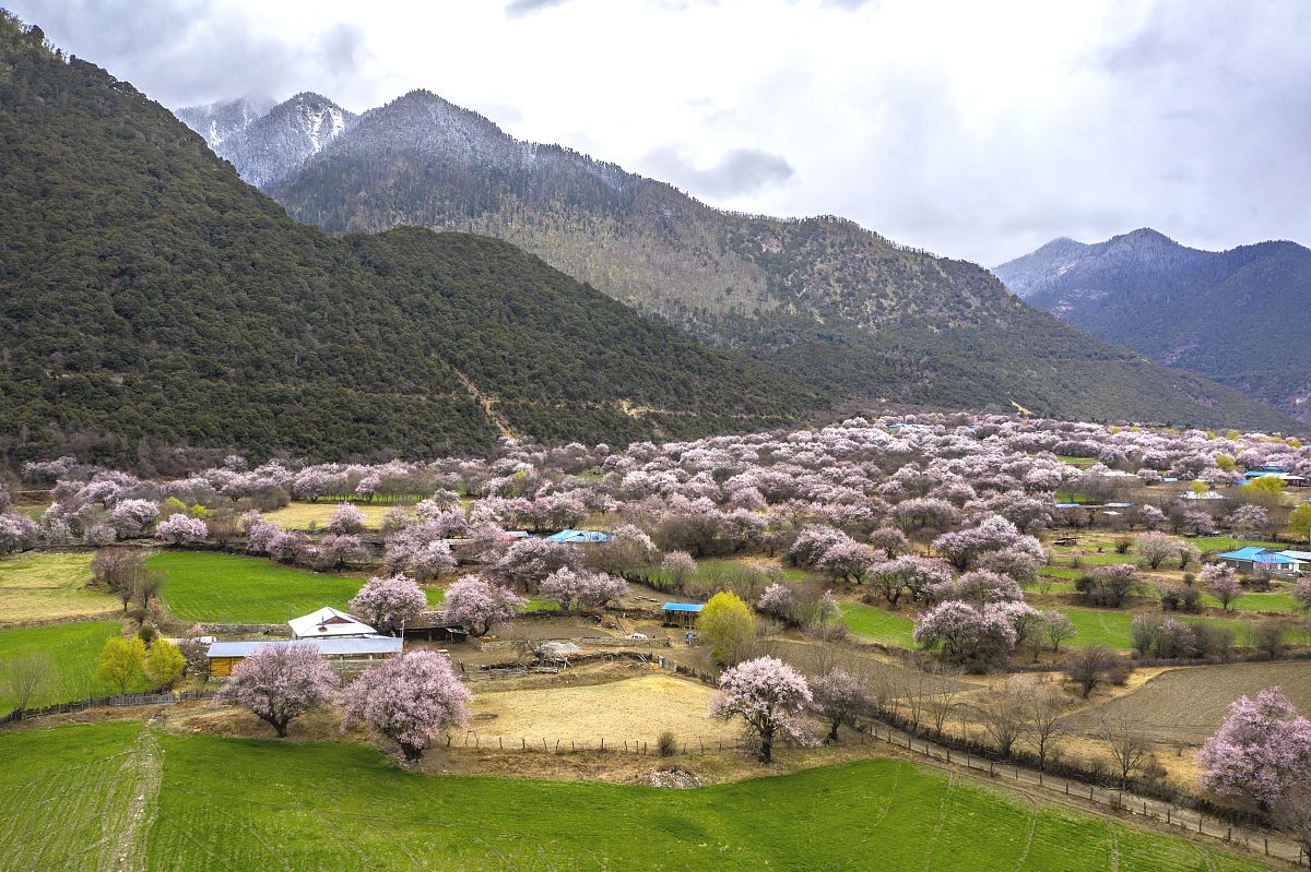 2021年4月1日,西藏林芝波密,桃花沟桃花盛开.(如下载使用,请务必署名 