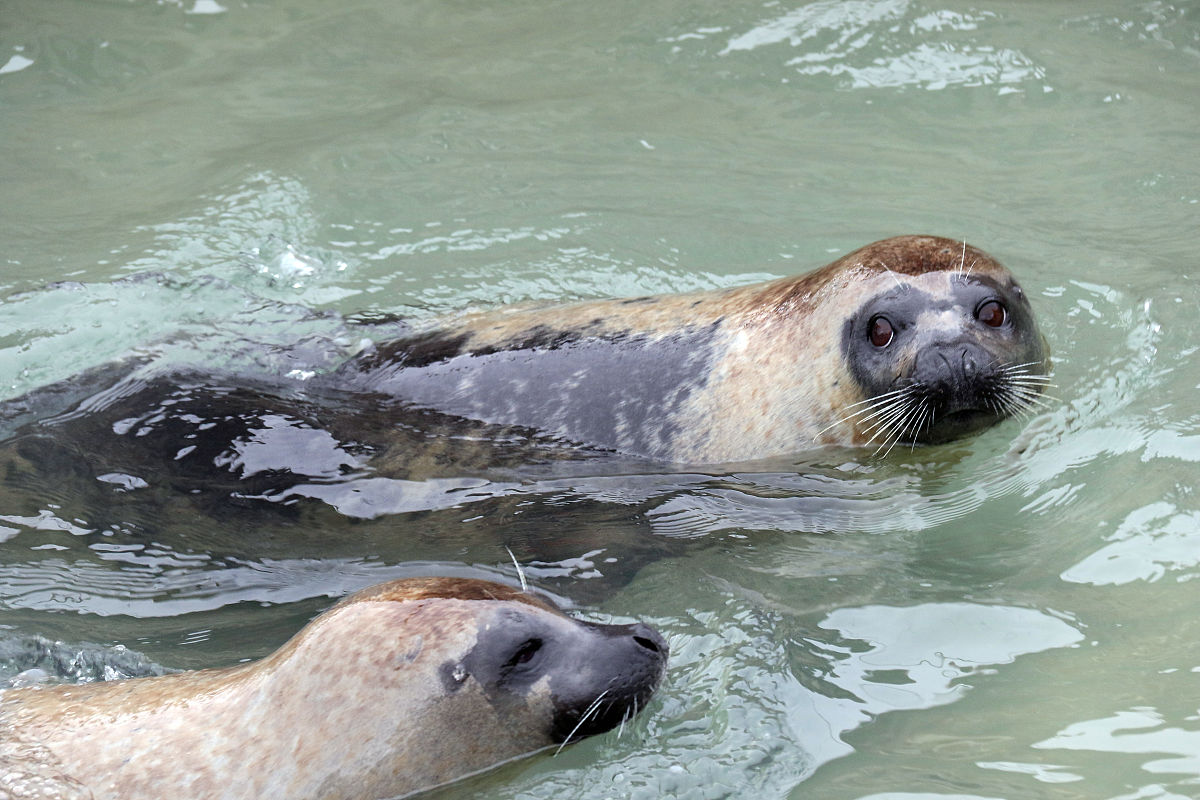 烟台港湾学校招生简章 | 培养海洋人才的摇篮