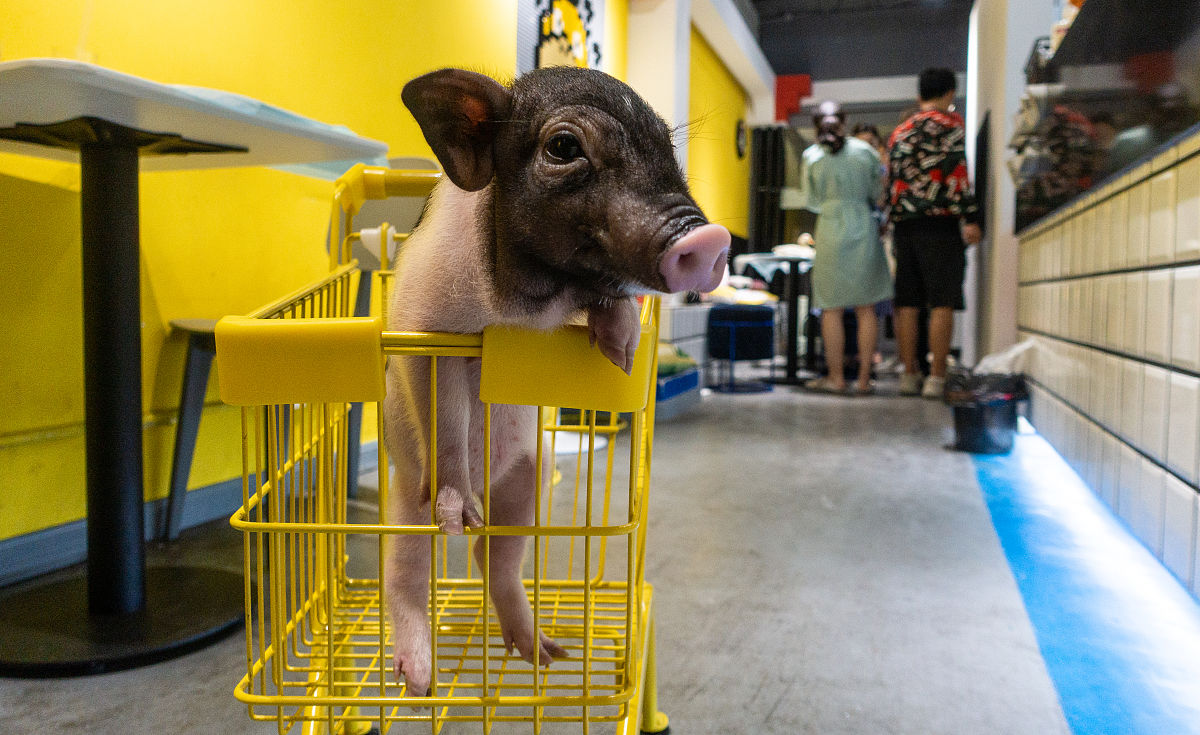 数鸭歌为什么是24678