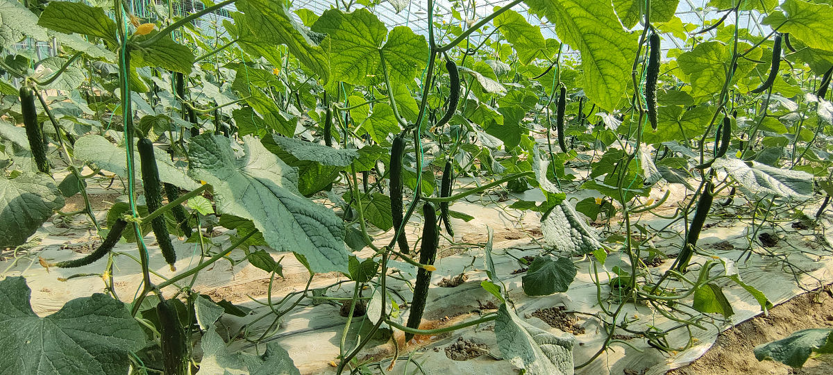 威远县职业技术学校2022年招生条件是什么