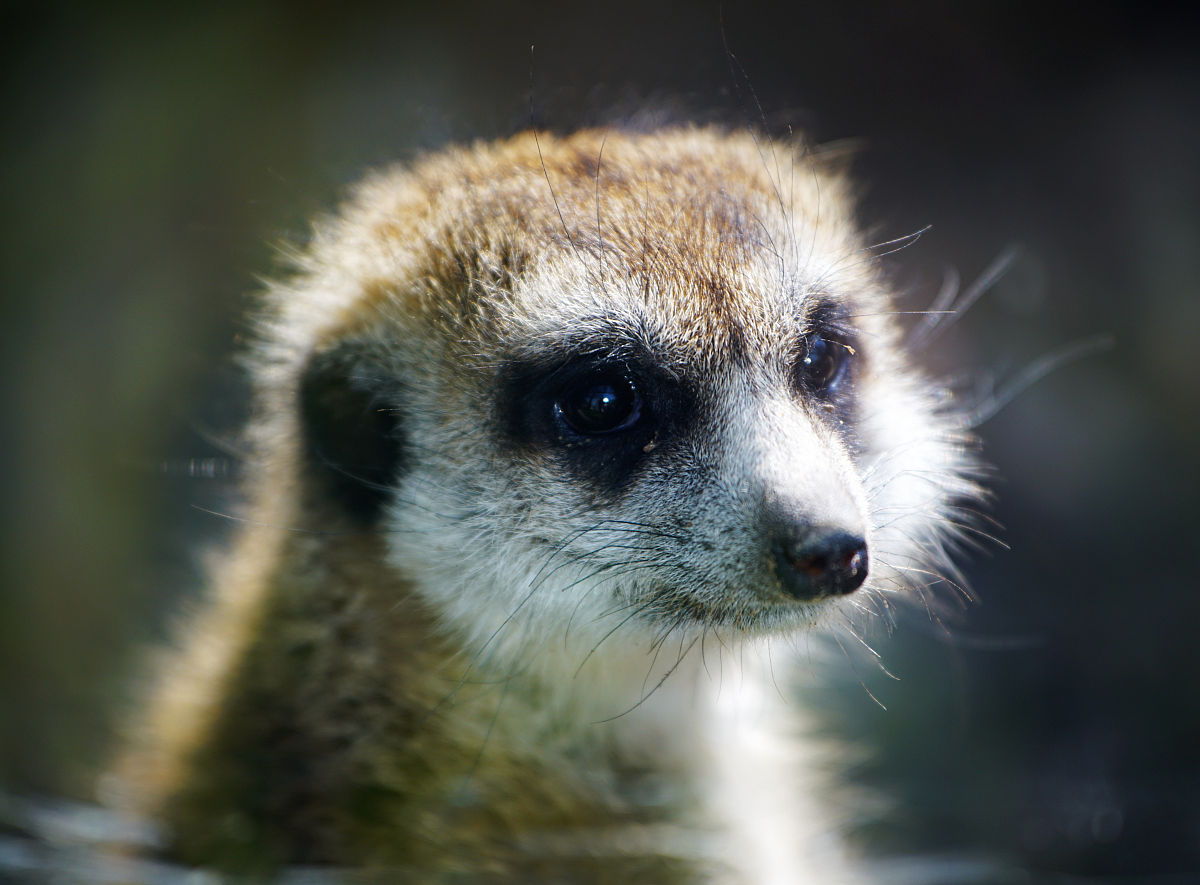 湖南溆浦县职业中等专业学校特种动物养殖专业核心课程介绍