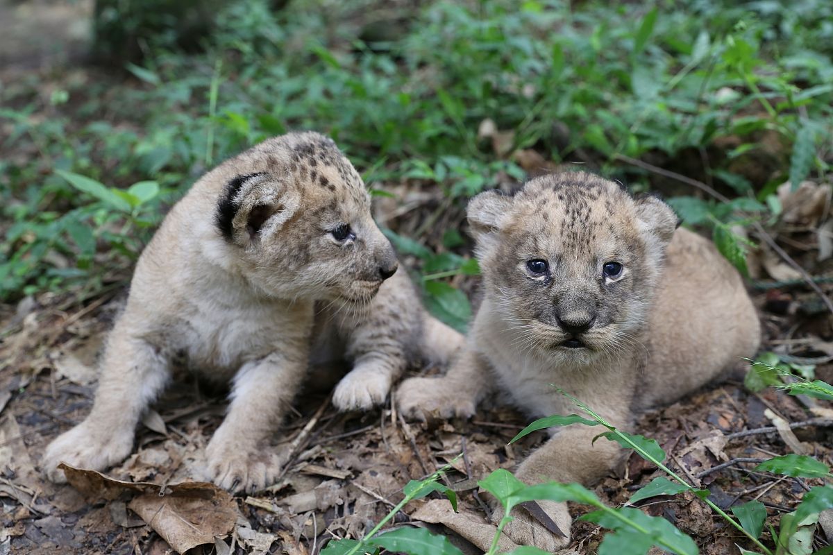 类似于《tiny world》适合儿童观看的纪录片