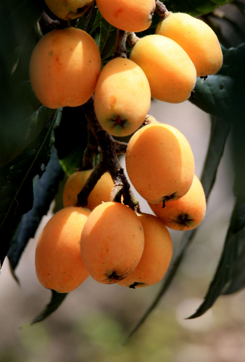 枇杷次果变废为宝！金果兴农团队助力台江县乡村振兴