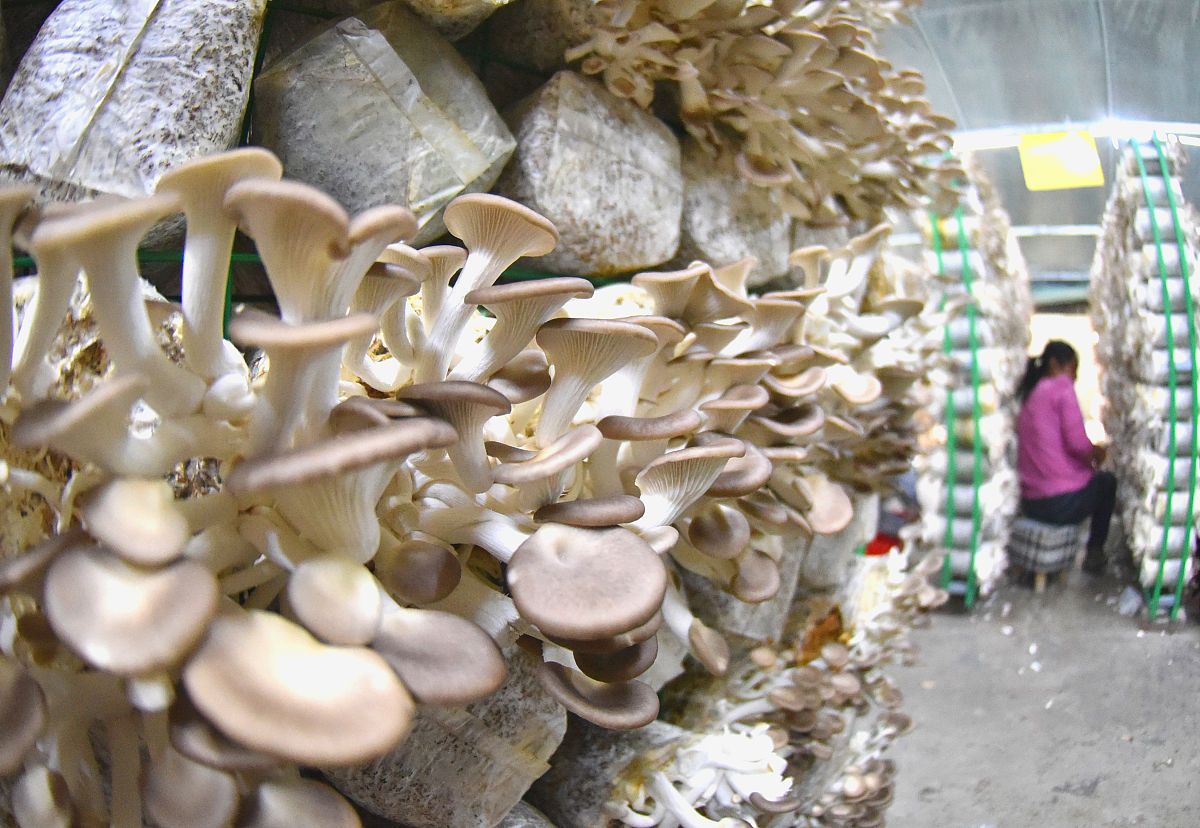 岀黄水的秀珍菇菌包开袋后不长菇怎么办？