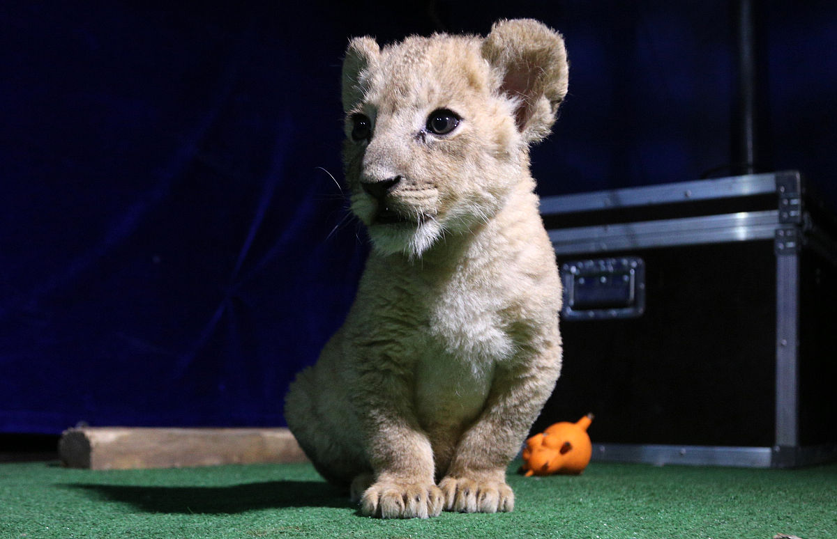 写一篇关于谷鑫雨上厕所没带纸的文章