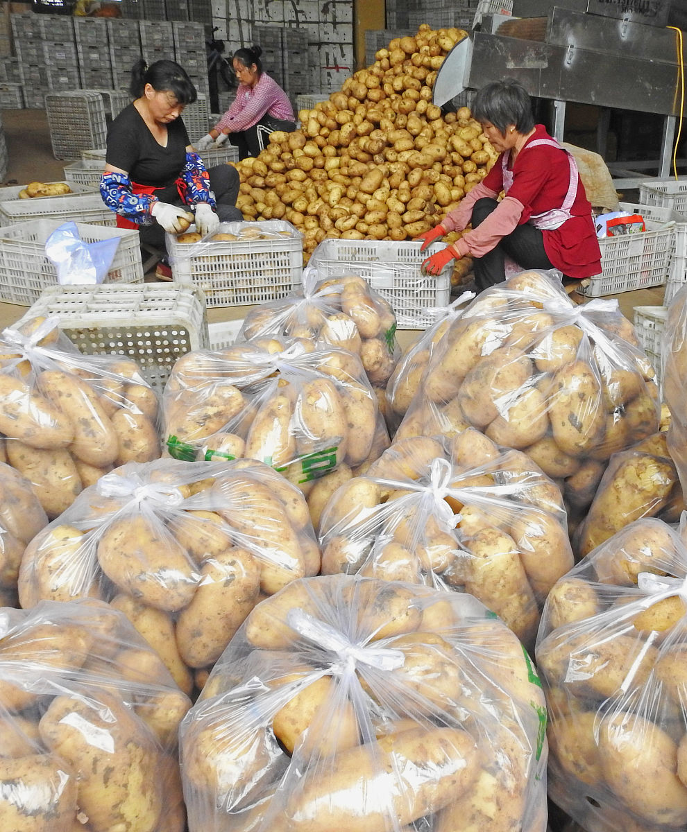 地瓜交易市场建设