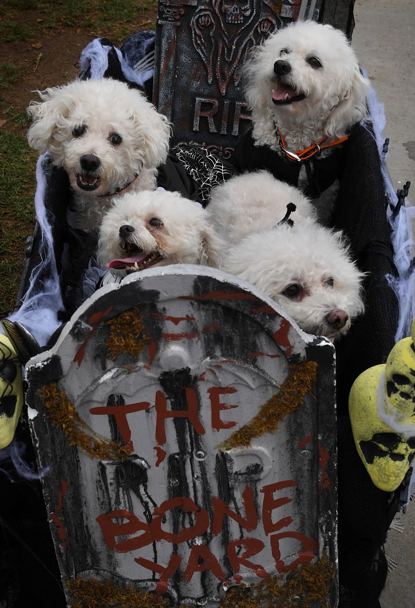 当地时间2016年10月30日,美国加州长滩,当地举行一年一届的haute dog