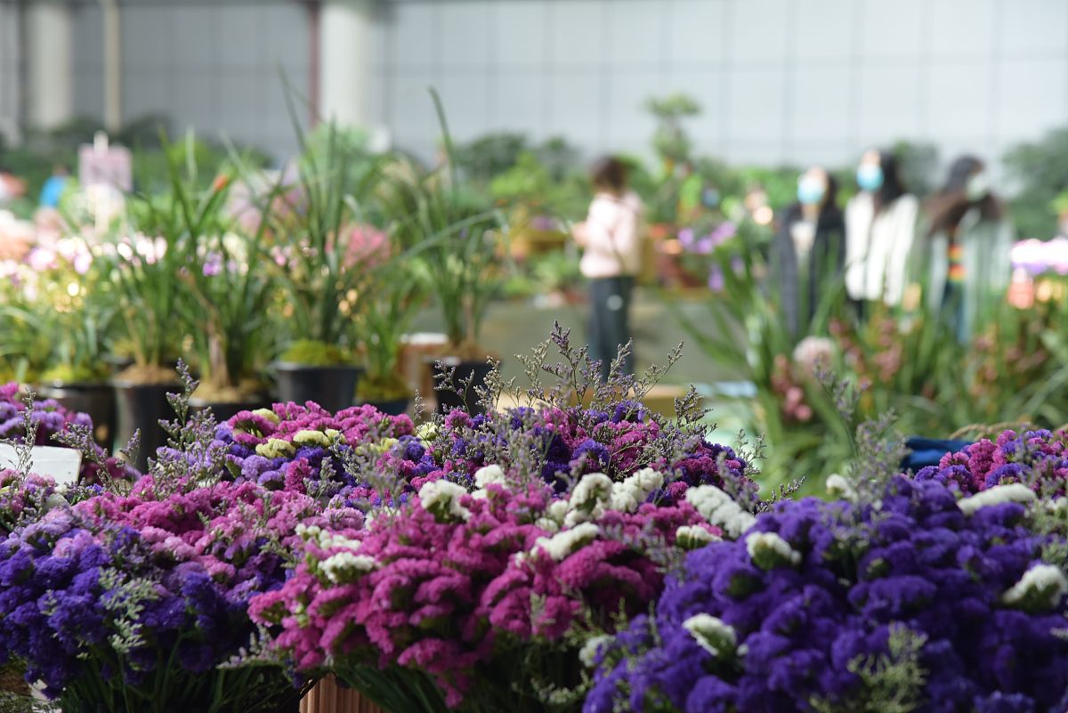 2021年1月26日,春节临近,昆明斗南花市人气火爆.斗南花市是中国乃至亚