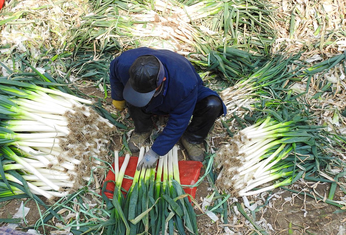 大蒜的蒜苔怎么拔出来，