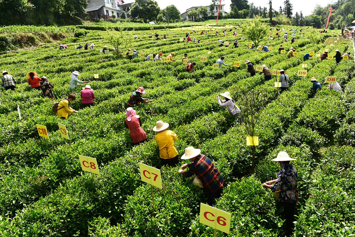 临沧市农业学校中草药栽培专业怎么样？值得学习吗？