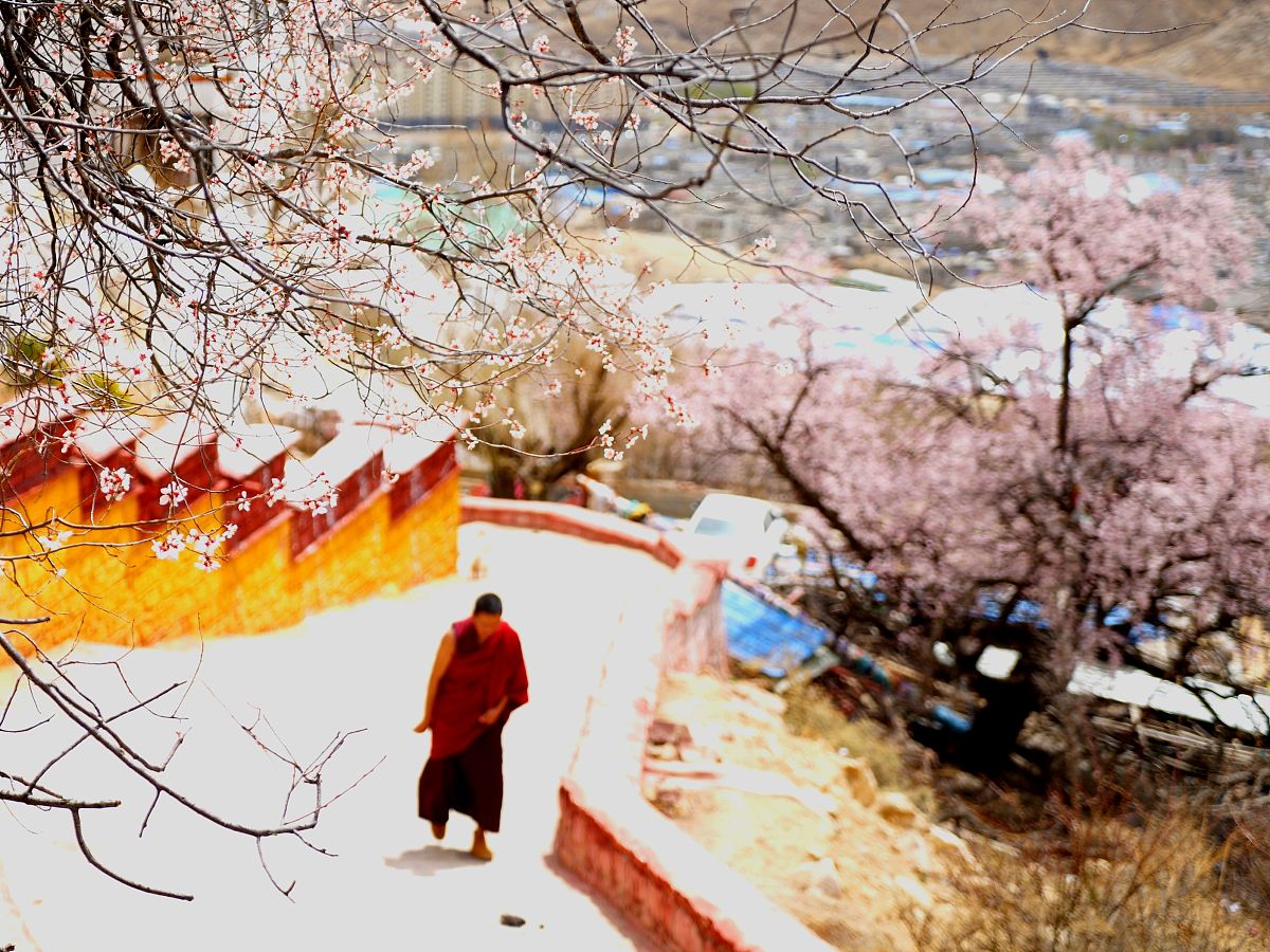 2018年4月16日,拉萨,帕崩岗寺桃花下的僧侣.