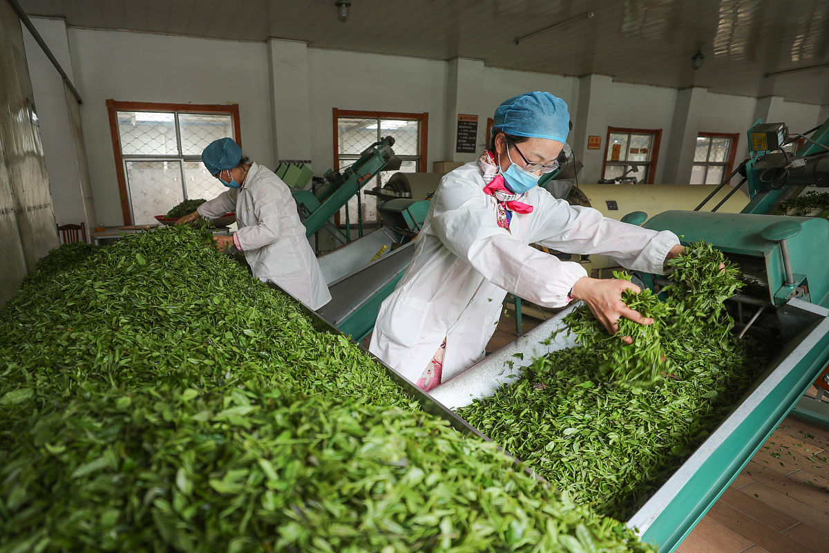 茶叶专业就业方向分析：从生产到销售，你的选择有哪些？