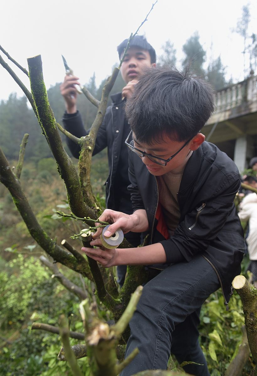 广东与广西黑骨茶区别，