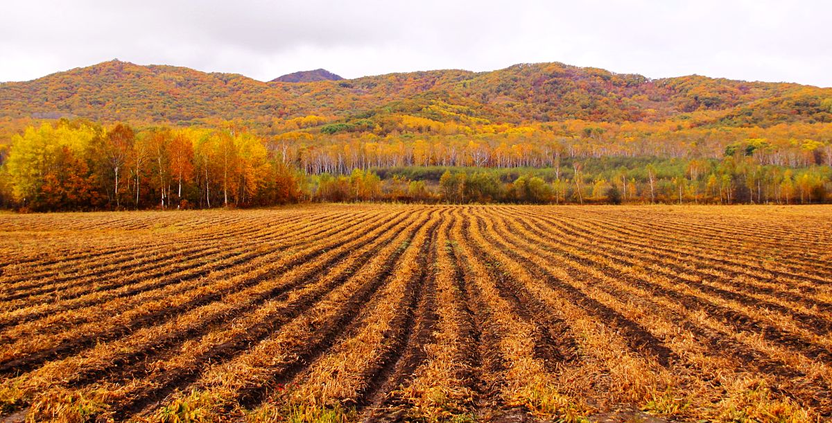 黑龙江农垦职业学院护理专业专业都学些什么