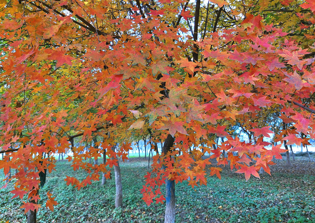 树木检索表：色木槭、茶条槭、九角槭等六种常见树种识别