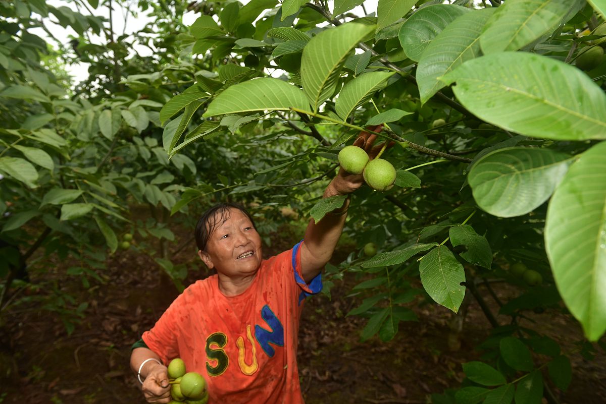 来自云南大理的纸皮核桃高原山地种植日照充足。壳薄易剥醇香酥脆。独特草本味不破坏合同原生口感同时给核桃注入了一丝清香。销量惊人年销量高达上万吨。壳薄仁大轻轻一捏即可开壳随带随吃。直播话术