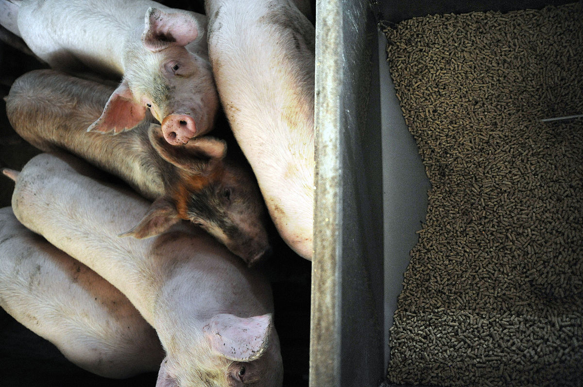 有一个养猪场当前有一定的饲料库存每天也会生产固定数量的饲料。已知如果养猪27头12天可以吃完所有的饲料；养猪23头18天可以吃完。如果养猪21头那么多少天能把猪场的饲料全部吃完