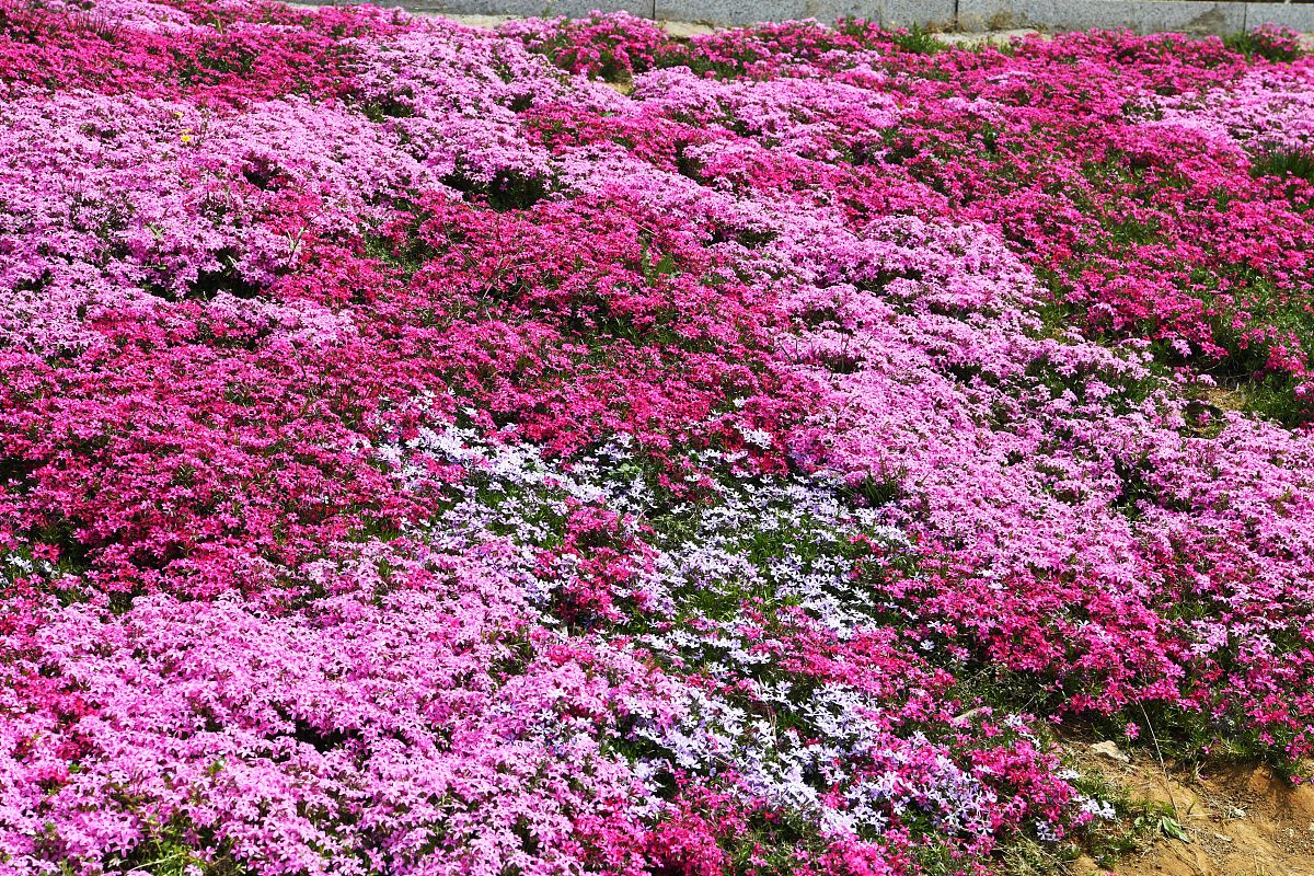 用户关闭了花呗额度解绑了银行卡余额也没钱花芝租商户还能通过支付宝自动扣到用户的租金吗？帮我用200字详细描述