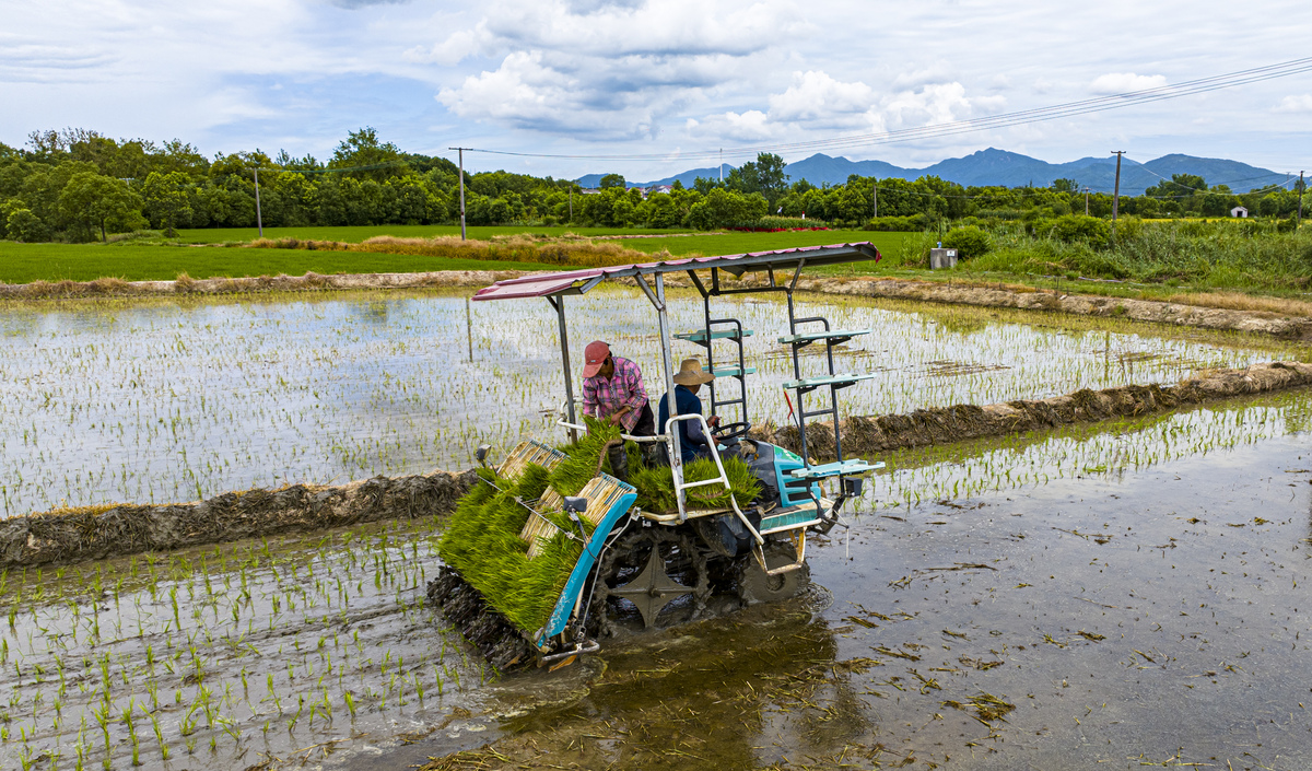 我国对于水稻插秧机技术的研究