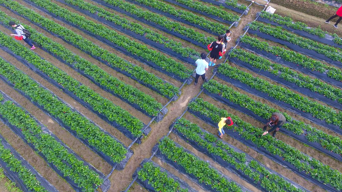 回农村创业指南：从市场分析到资源获取，助你成功起步