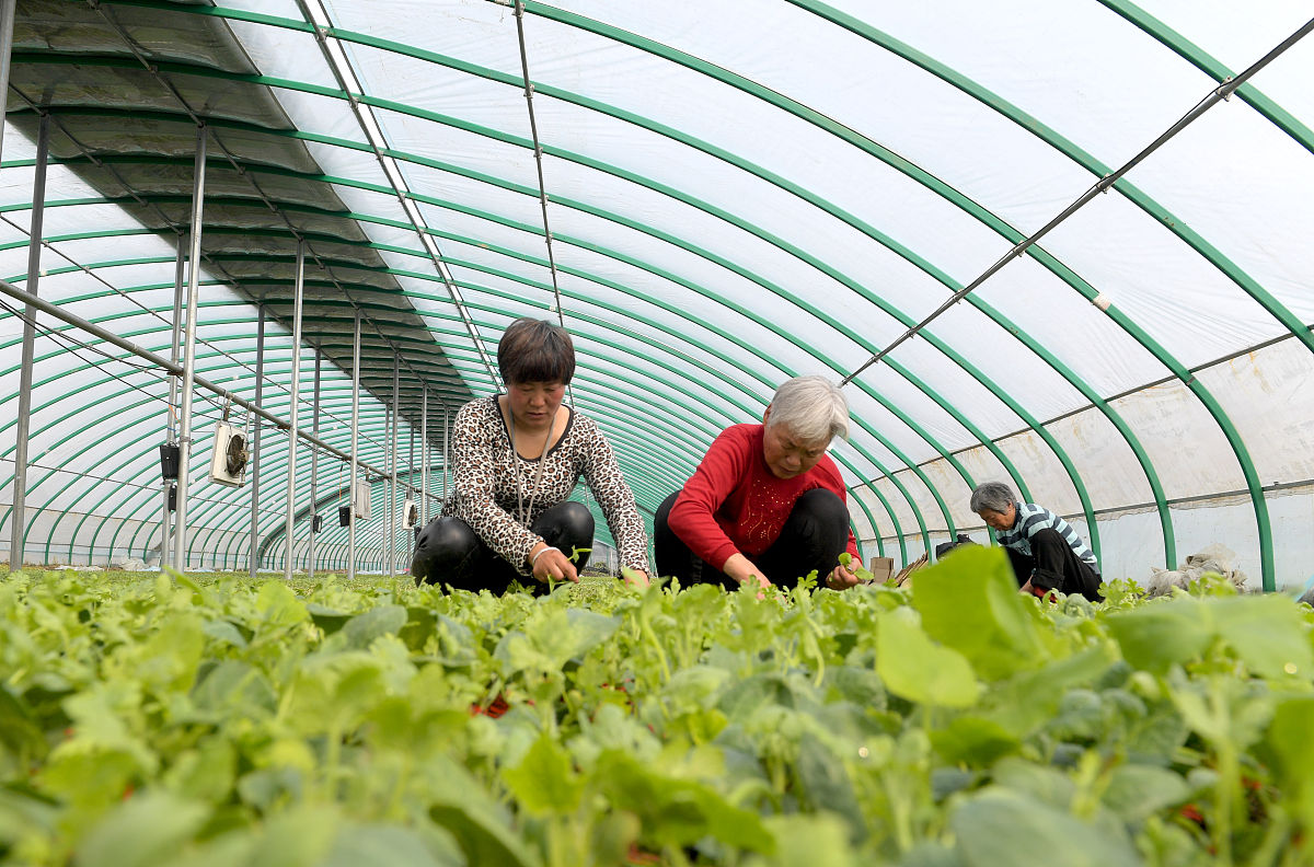 如果你是一名记者你要去采访一个乡镇这个乡镇的特色产业是西瓜被誉为西瓜之乡。请写一份采访提纲