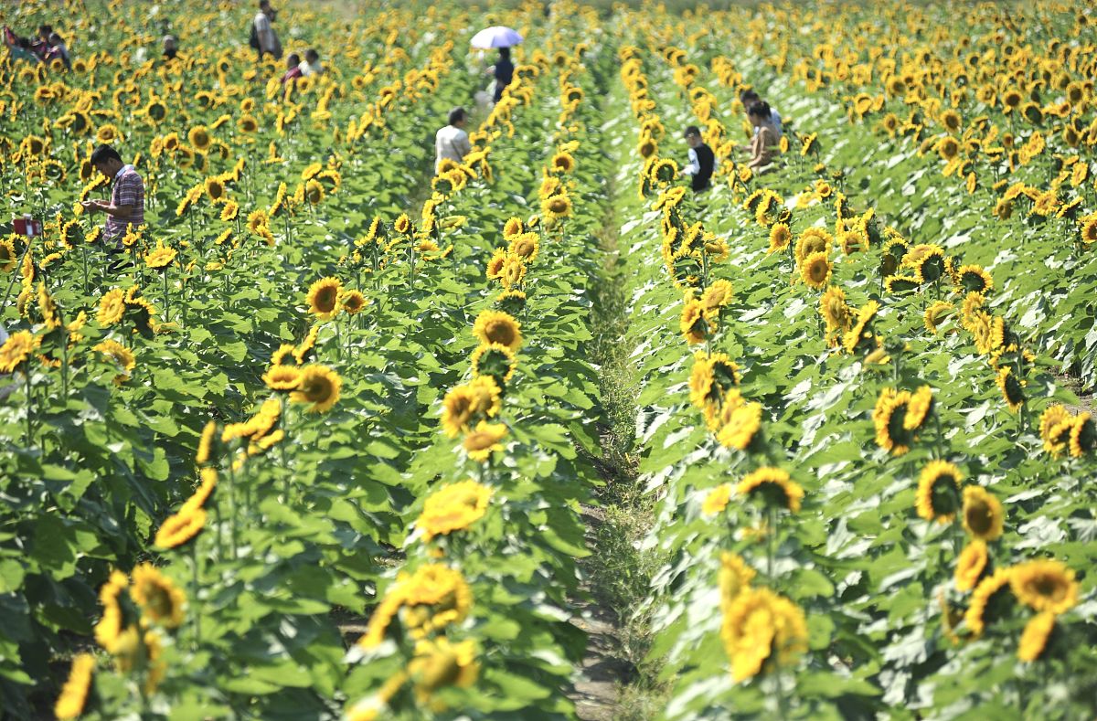 北方油葵种植时间、方法及注意事项 - 高产优质油葵种植指南