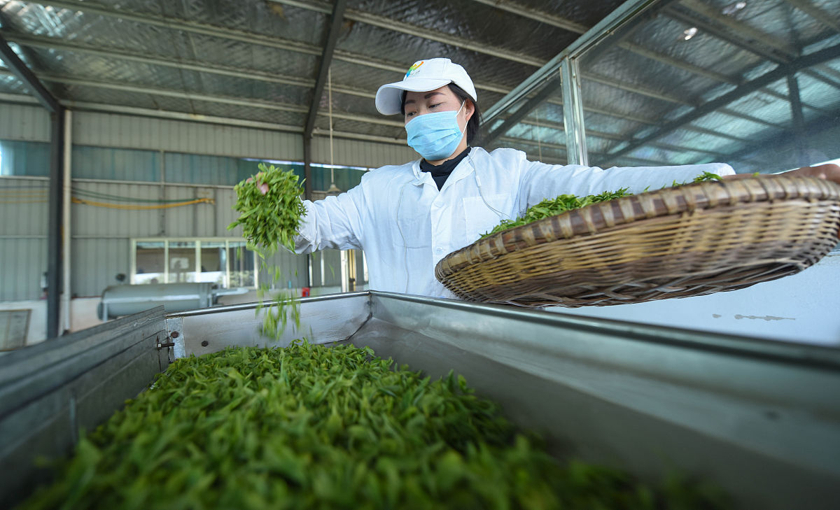 贵州省农业广播电视学校茶叶生产与加工专业就业方向及前景分析