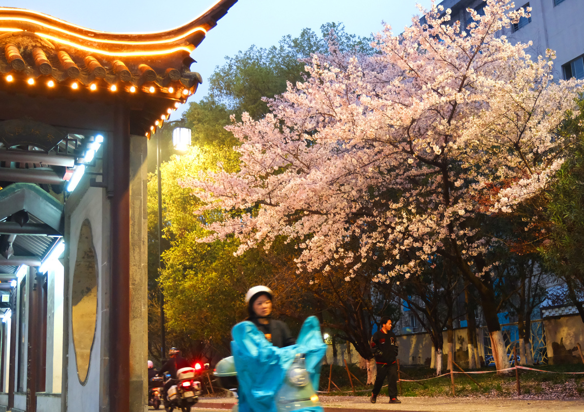 2026年3月30日晚,江苏苏州,市民在璀璨夜樱下的南门路