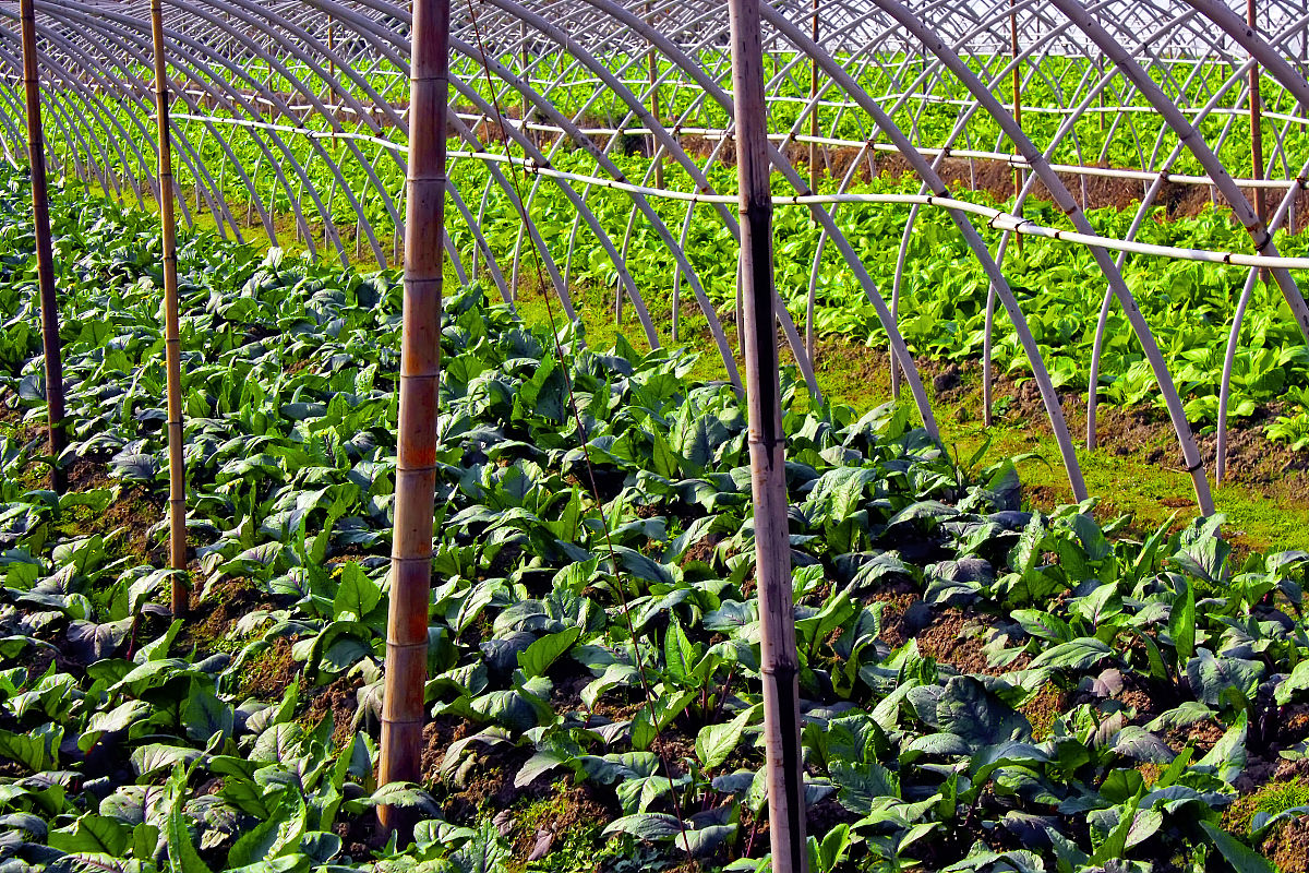 如何种大棚蔬菜