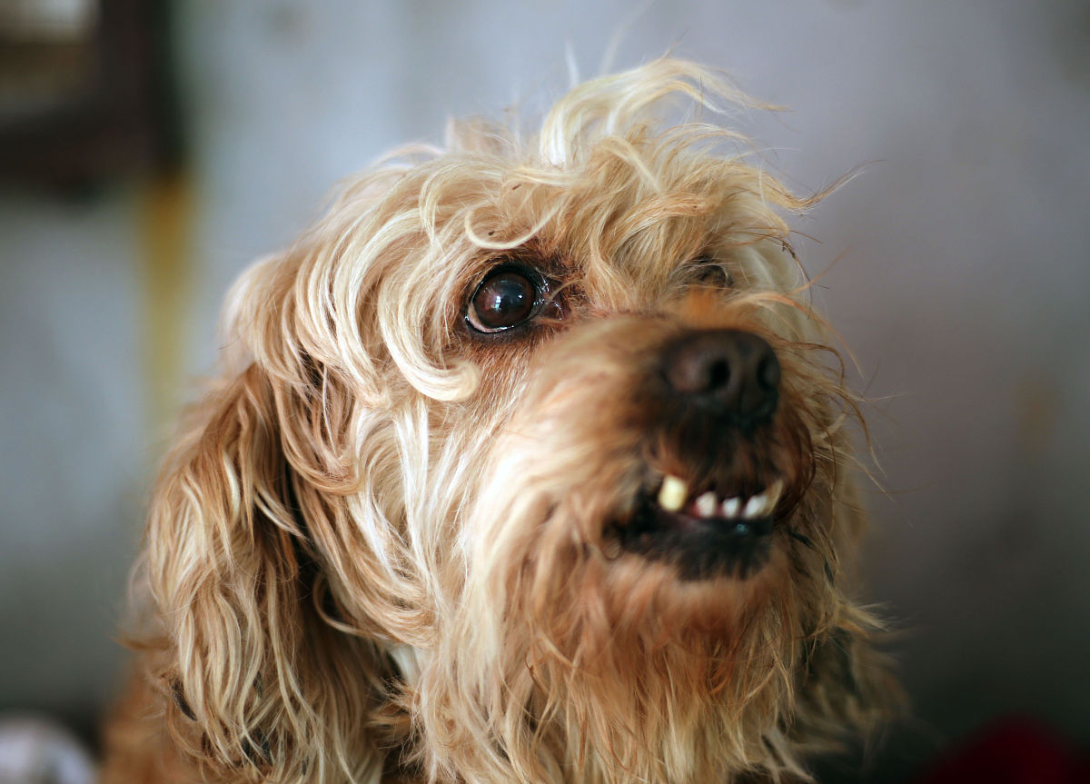 感谢自己选择积极乐观：文言文表达