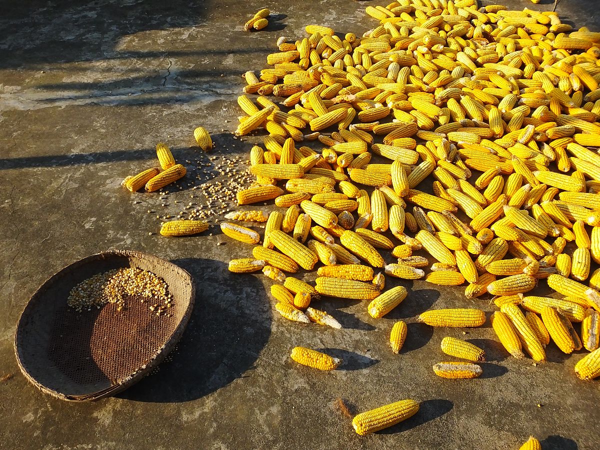 制种玉米隔离3+2什么意思帮我用200字详细描述