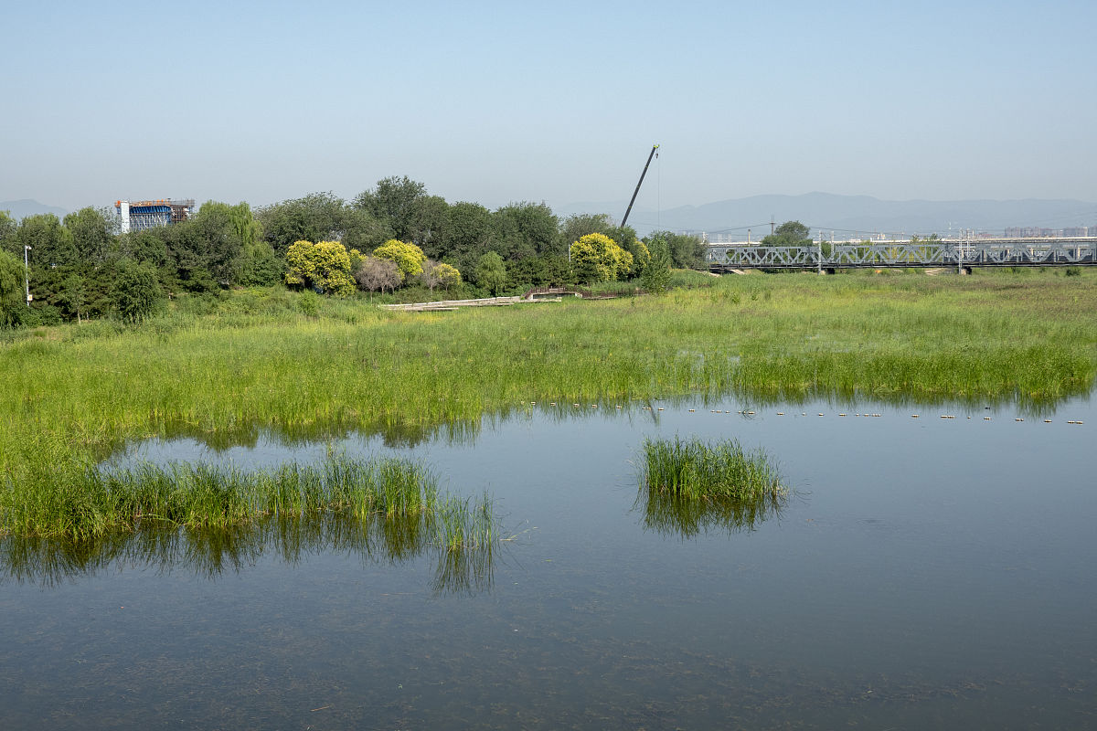 南四湖湿地植被恢复与种子库特征研究