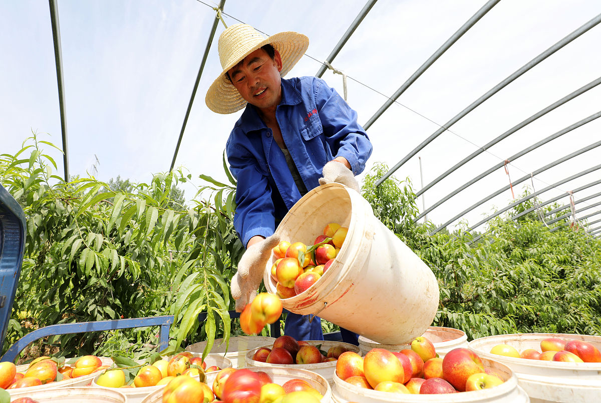 果蔬贮运非侵染性病害原因解析