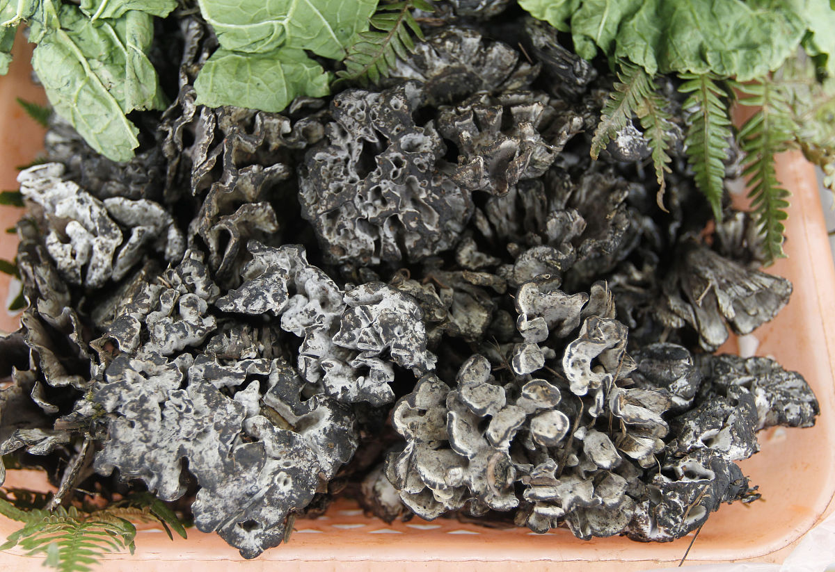 石耳的12大功效及作用：增强免疫力、降血压、抗肿瘤等