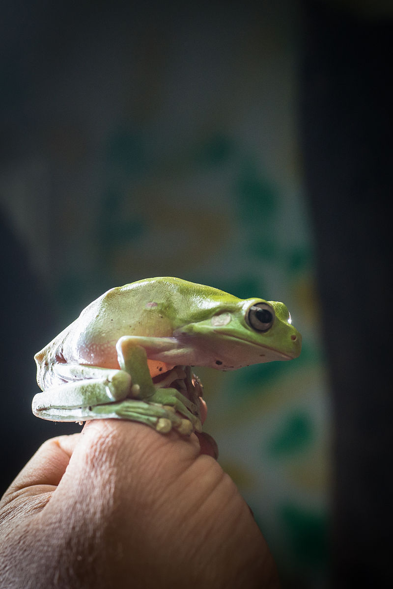 生命文化教育技术方案的挑战与改进方向