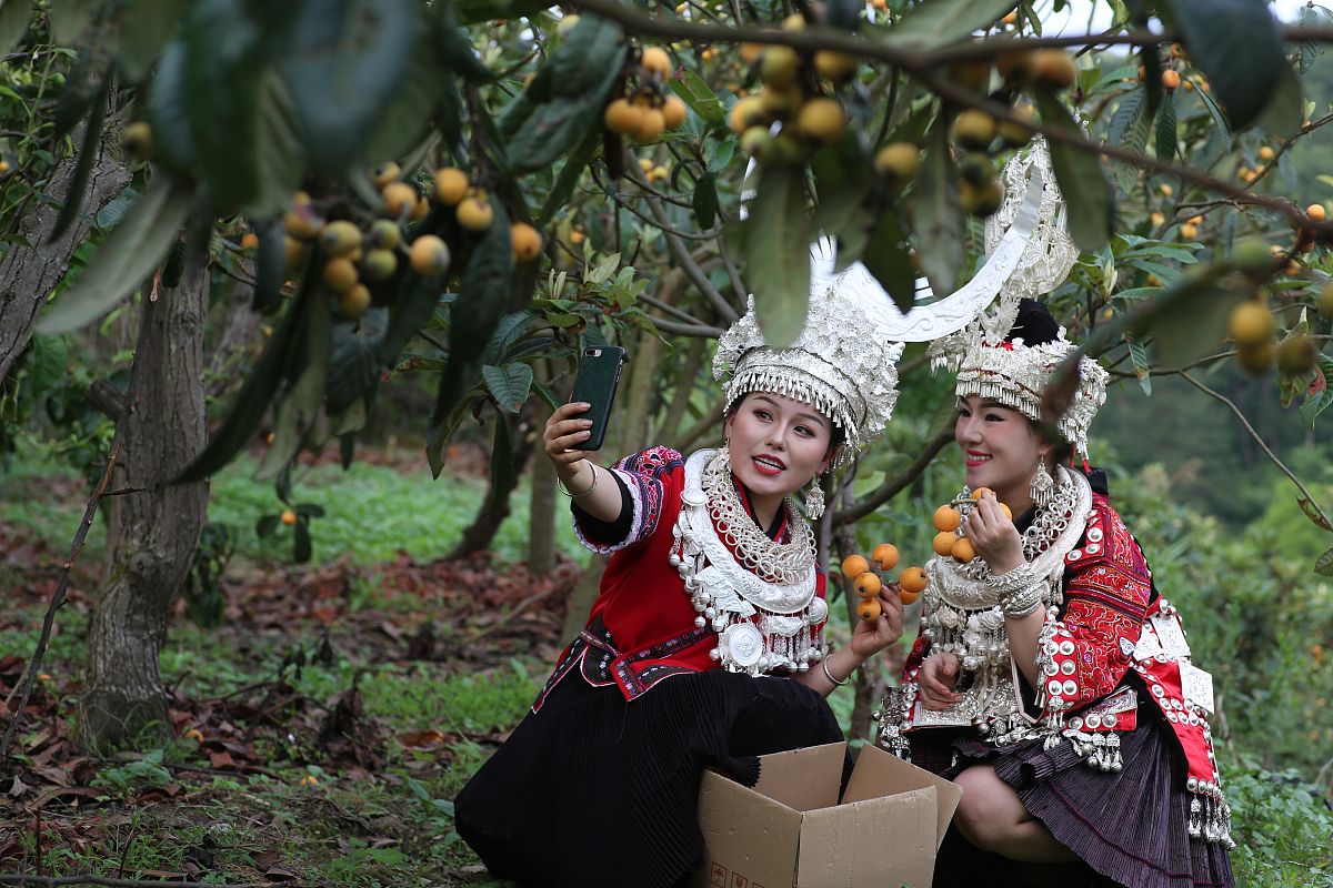 贵州枇杷'次果'变'黄金果'！金果兴农助力农民增收致富