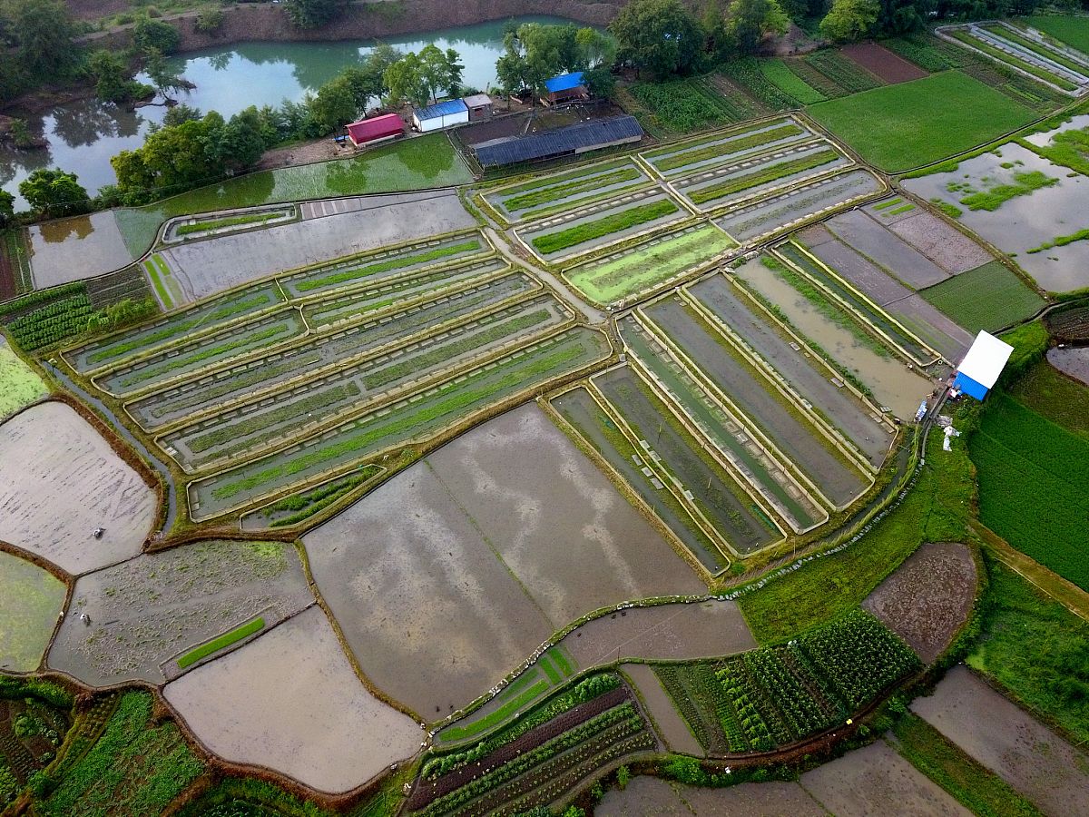 广西农业现代化之路：六大策略深度解析