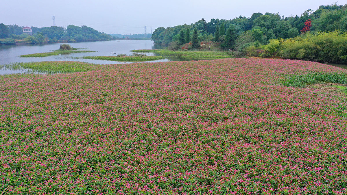 2021年江西吉安师范学院招生简章：本科招生计划XXX人