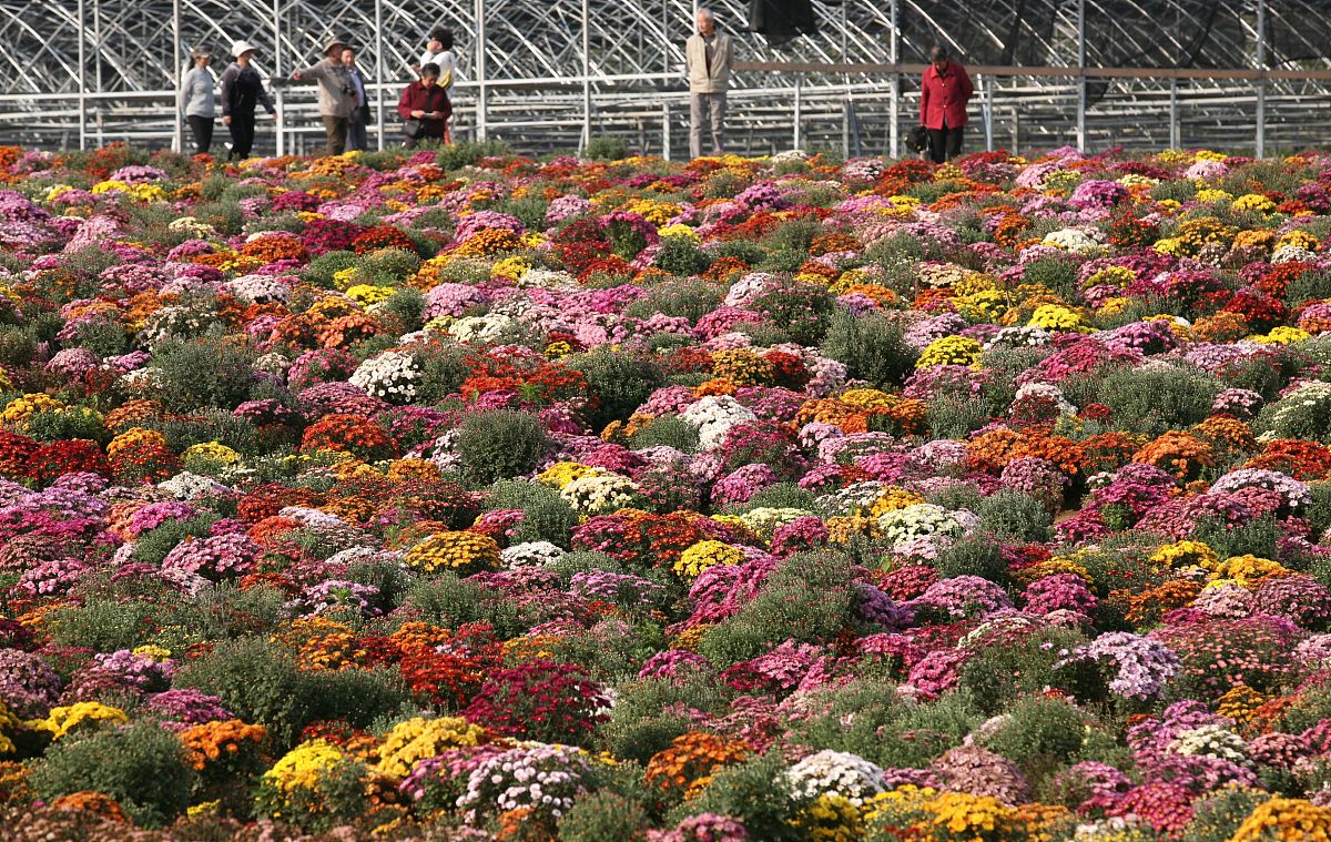 石河子花卉发展