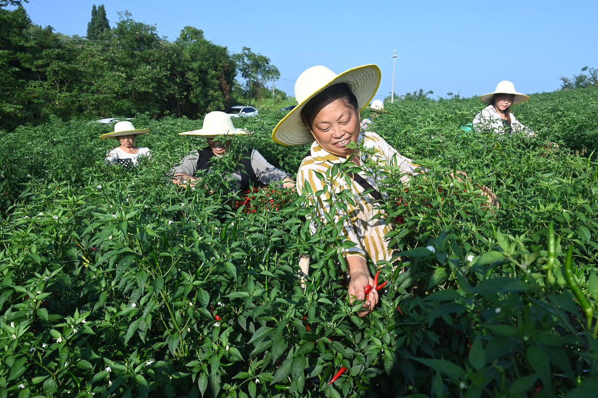 2022年毕节农业学校药用植物栽培与加工专业招生