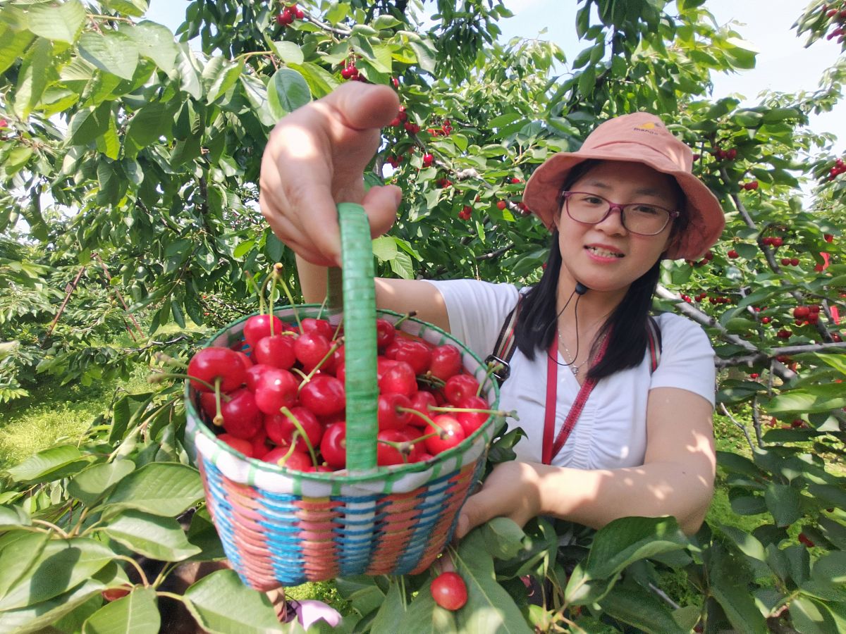 让老师自己来我家摘樱桃怎么给她说