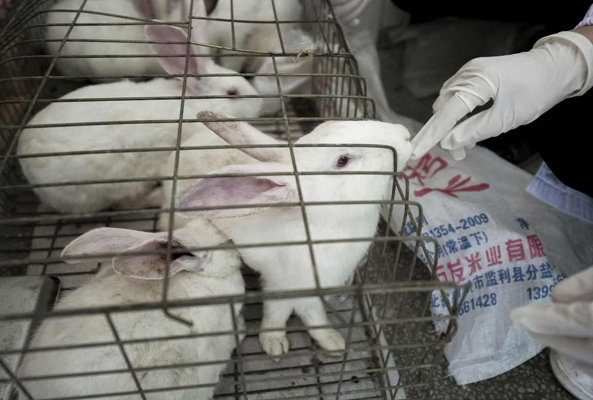 请不少于750个汉字的博客文章语言要幽默风趣不要和网上的文章有重复。主题是：肉兔养殖成本与利润分析养肉兔的成本和利润养一千只兔子一年利润有多大