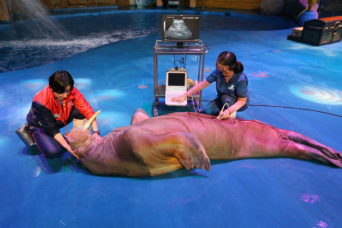 宁波海洋职业技术学校船舶驾驶专业好不好