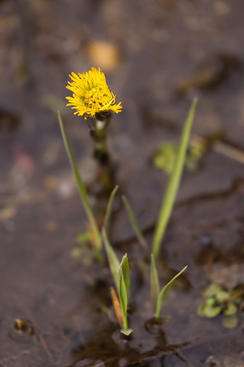 六一散配方：治疗小儿慢性咳嗽和哮喘的传统中药方剂