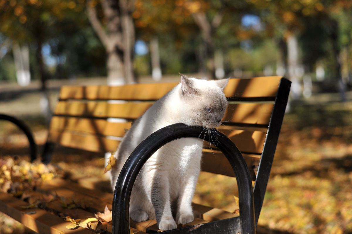 2017年11月4日,北京东小口森林公园,萌猫秋日"高清写真",红叶丛中萌态