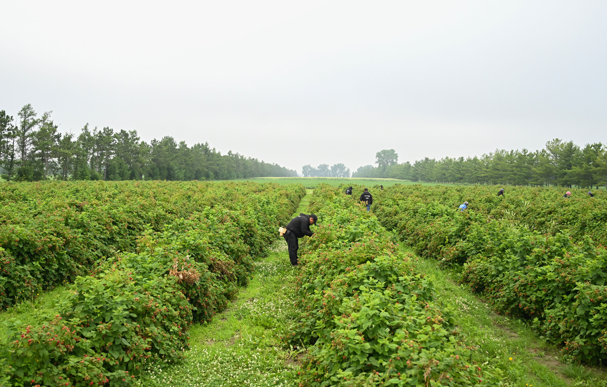 将 咖啡树苗藤茶苗黄花木苗面包树苗印加果苗沙漠果苗蒜头果苗尾球树苗桐花树苗海杧果苗四翅滨藜种苗槟榔苗紫玉盘苗水稻秧苗火龙珠苗青冈树种苗赤苍藤苗瓜馥木种苗南天竺种苗苦楝树苗板栗树苗核桃苗桤木苗文冠果树苗榛子苗柠条苗夏威夷果苗茶树苗草果苗开心果苗碧根果苗沙棘苗桦树苗凌霄苗清香木苗构树苗沉香苗桂花树苗竹苗黄杨苗中华蚊母苗豆腐柴苗福木苗交趾黄檀苗银叶金合欢苗桂叶黄梅苗毛叶山桐子苗枫香苗刺冬青树苗小叶红豆