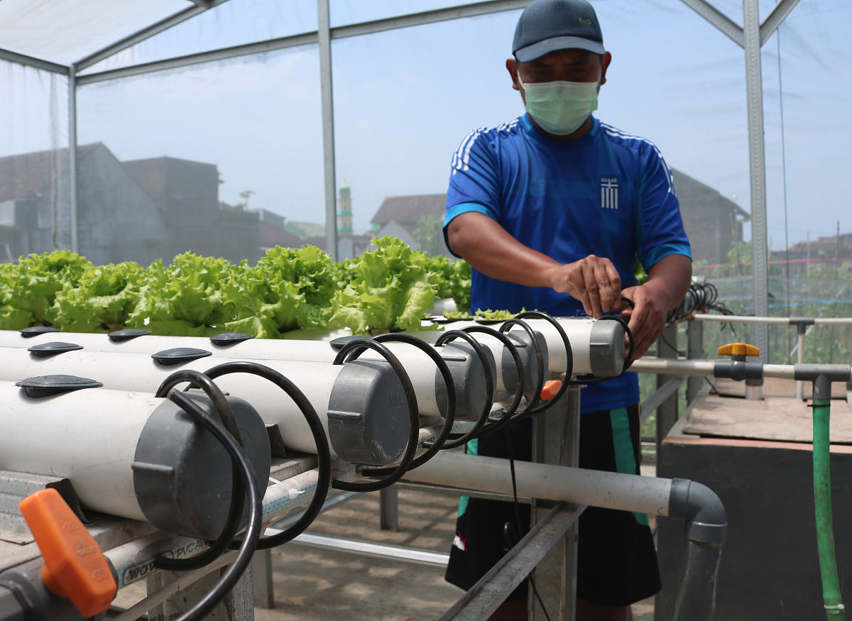 胞间浓度对植物蒸腾速率的影响 - 揭秘植物水分循环的关键因素