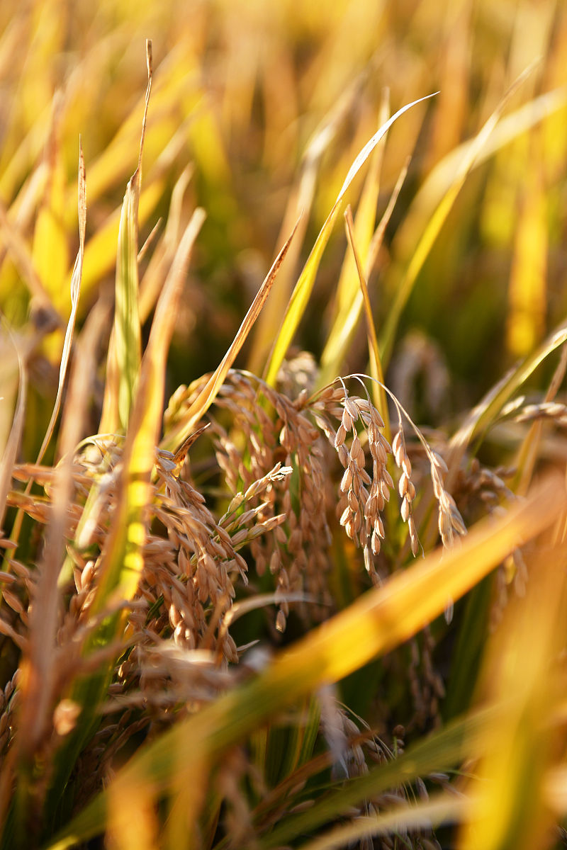 黑龙江农垦科技职业学院护理康复方向专业专业到底行不行设有哪些课程