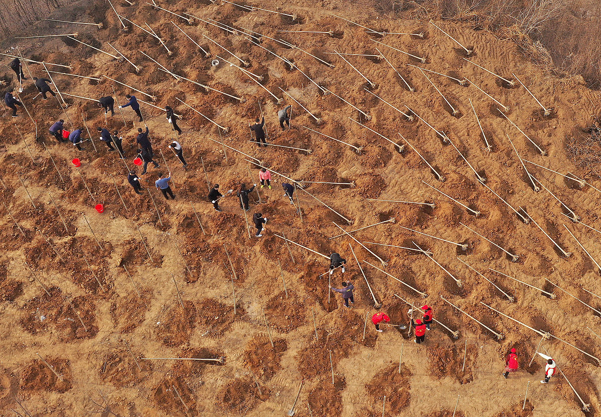 防风固沙用枝条插到沙漠里形成柴木方格的新闻稿2000字
